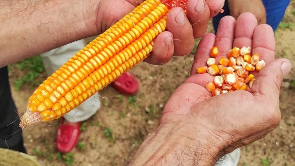 Cooking corn buns in a farm-Day Trip